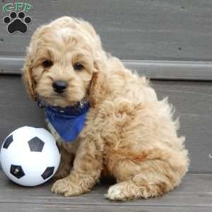 Tux, Cockapoo Puppy